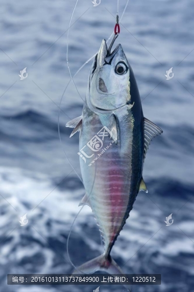 藍(lán)鰭金槍魚的捕獲和釋放