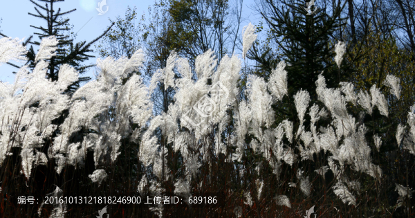 蘆葦花
