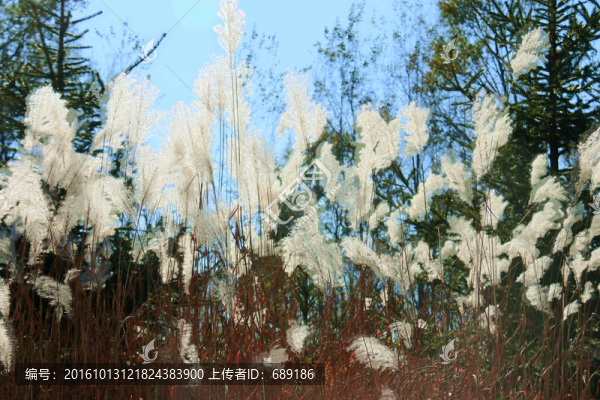 蘆葦花