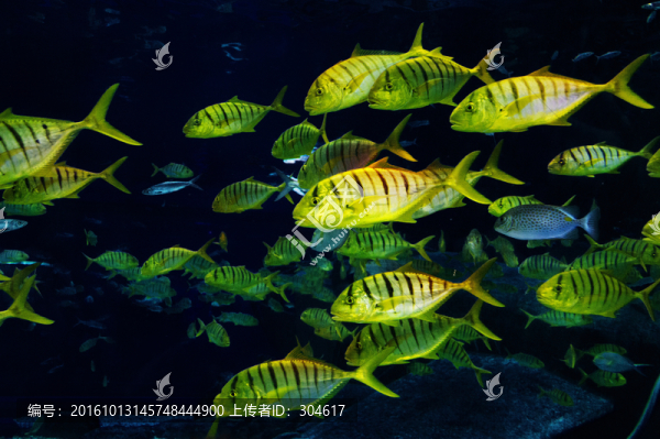 水族館