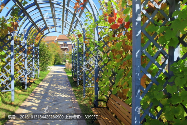 植物藤蔓