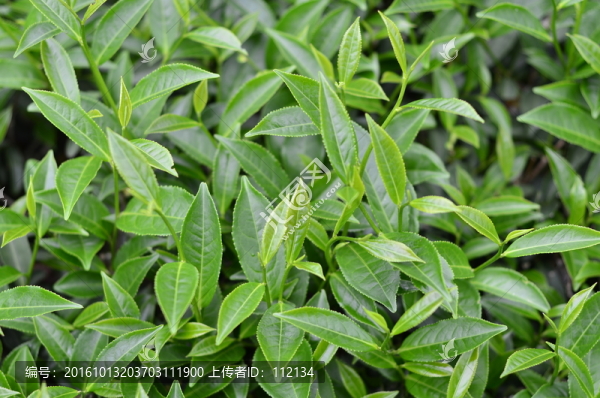 茶葉特寫(xiě)