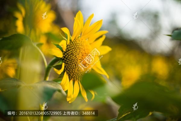 向日葵
