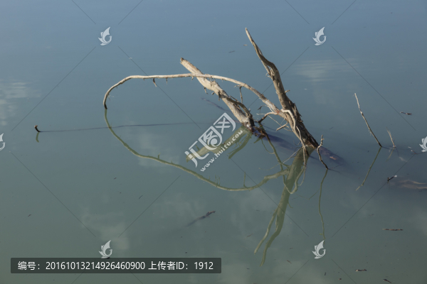 枯木