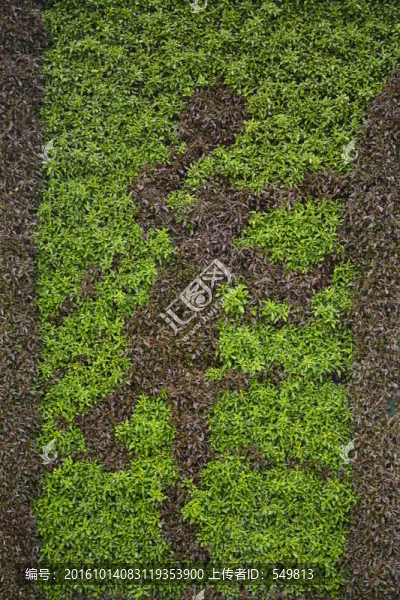 植物組畫