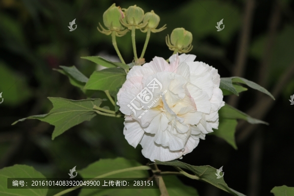花仙子