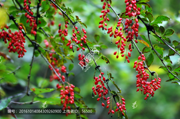 野紅果