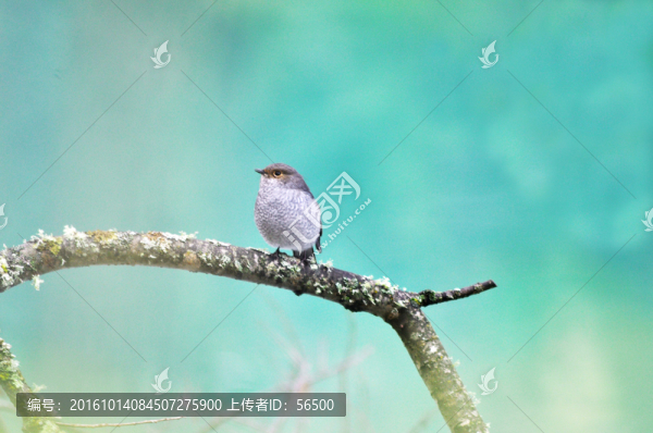 鳥兒