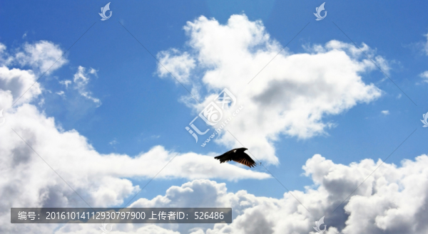 鷹