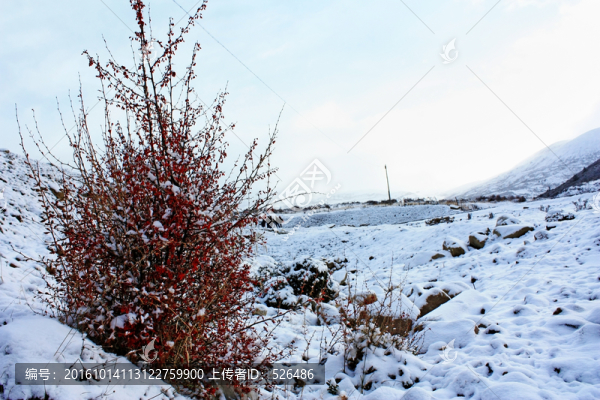 雪地野草