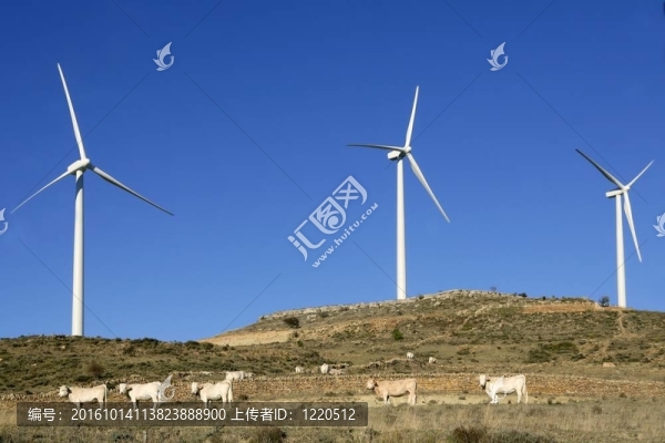 在藍(lán)色的天空下，電動(dòng)風(fēng)車奶牛