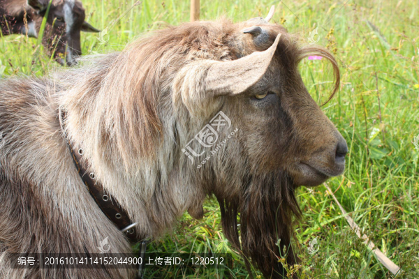 無角山羊棕色