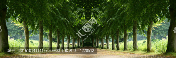 樹