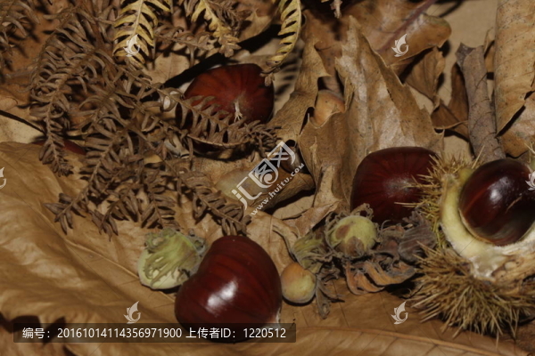 布朗一些栗子和堅(jiān)果的葉子