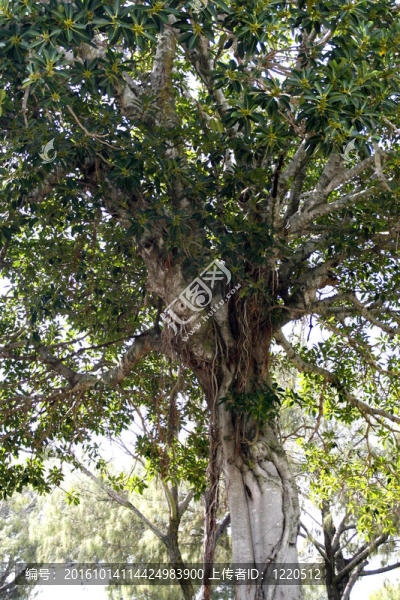 無(wú)花果樹(shù)