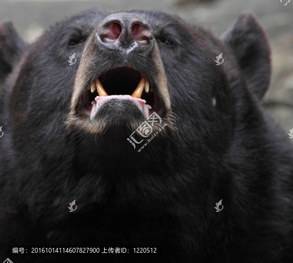 棕熊（Ursus,arctos）