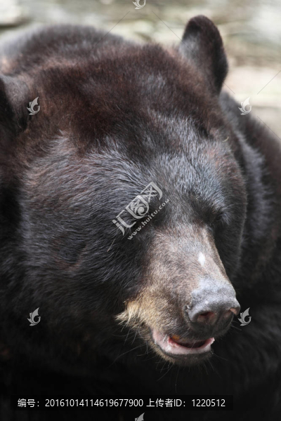 棕熊（Ursus,arctos）