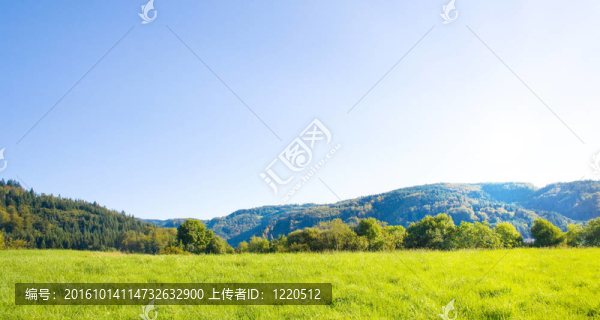 草坪