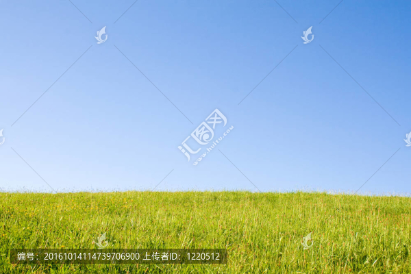 草坪