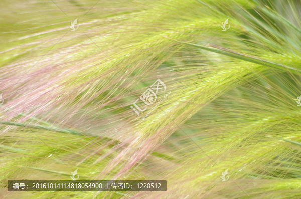 狐尾草大麥（Hordeum,jubatum）