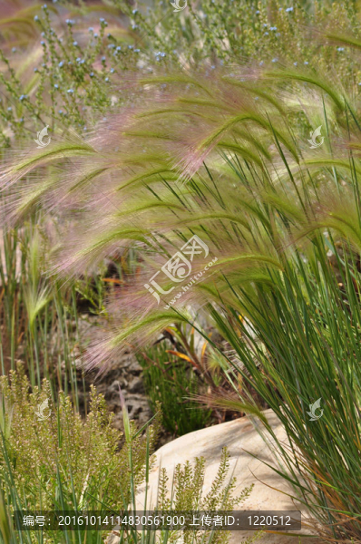 狐尾草大麥（Hordeum,jubatum）