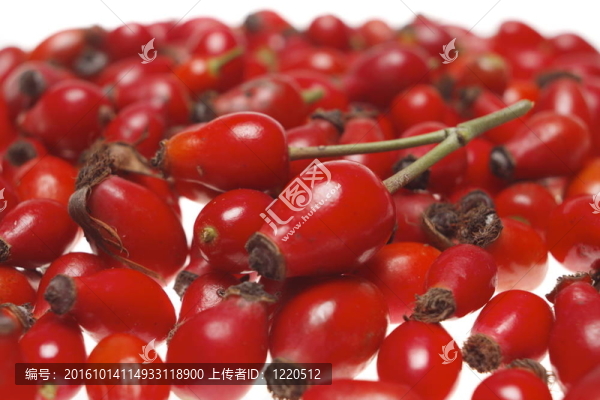 石南-羅絲髖關(guān)節(jié)