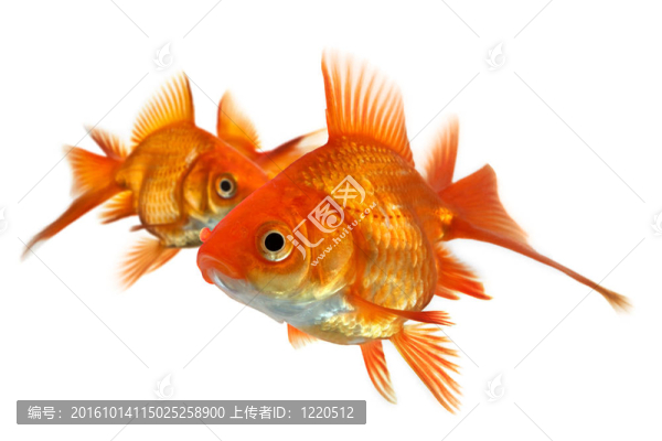三只白色的金魚