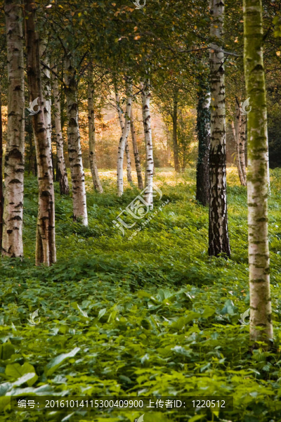 清晨的陽光，birchtrees