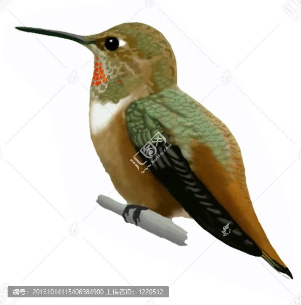 棕煌蜂鳥