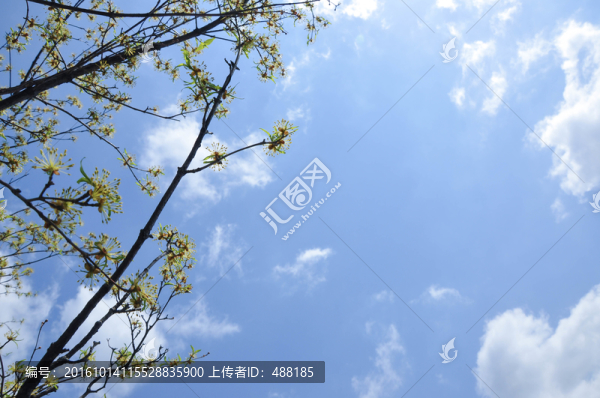 樹與天空