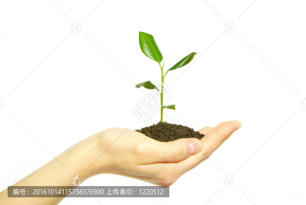 植物在手