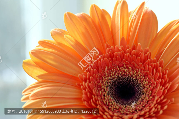 特寫gerber,daisy,flower