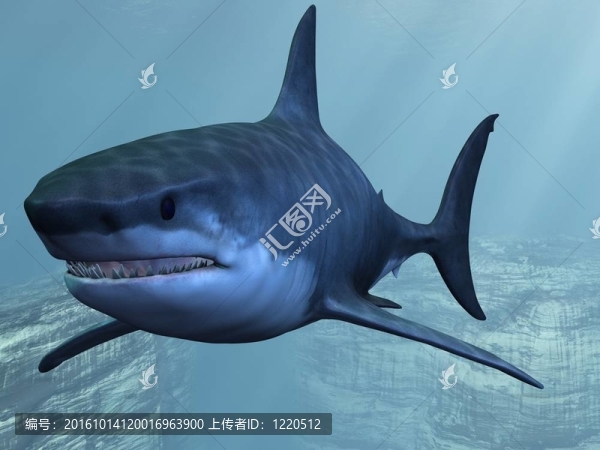 大白鯊