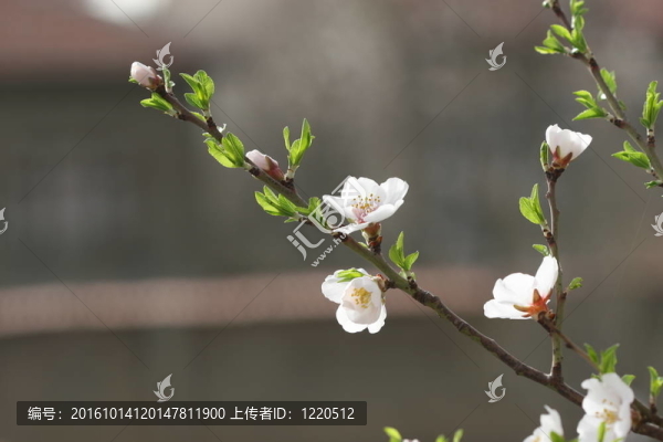 春天