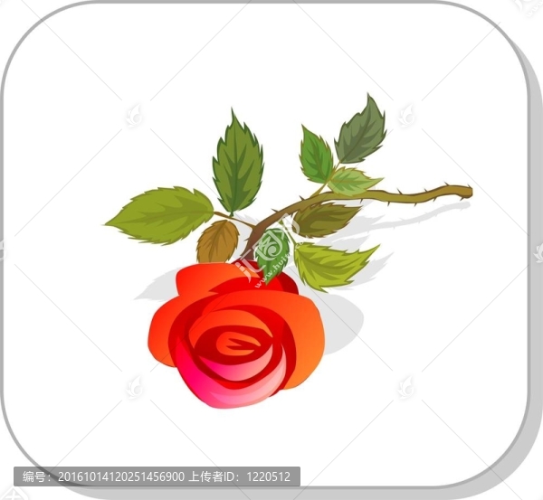 玫瑰的花