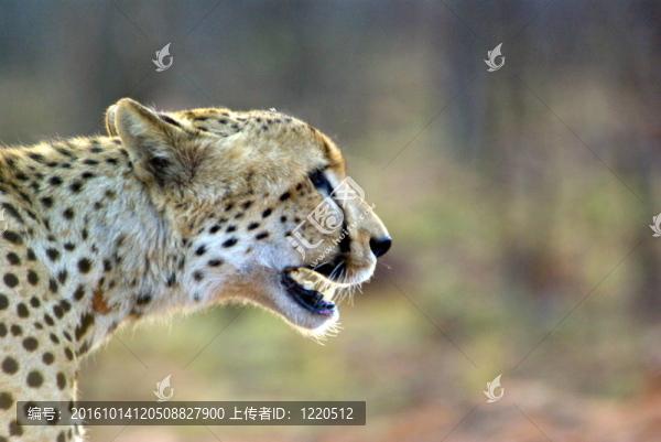 獵豹