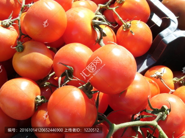西紅柿