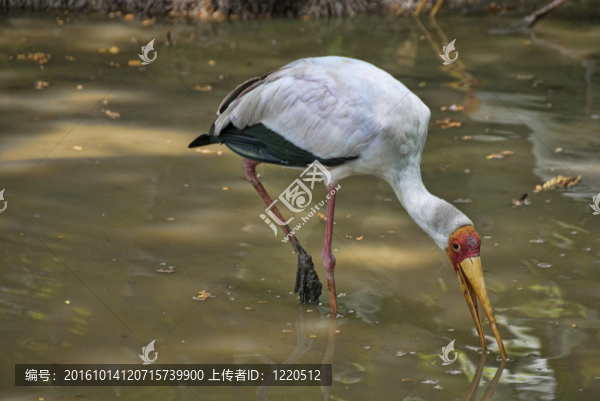 吉隆坡鳥類公園