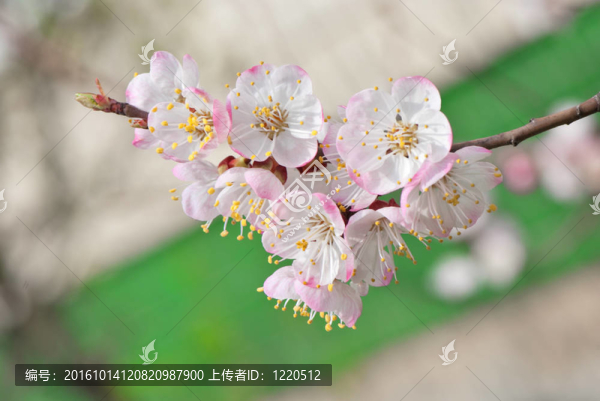 開花