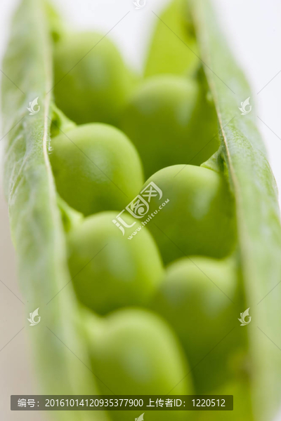 豌豆莢