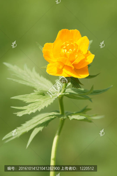 花卉