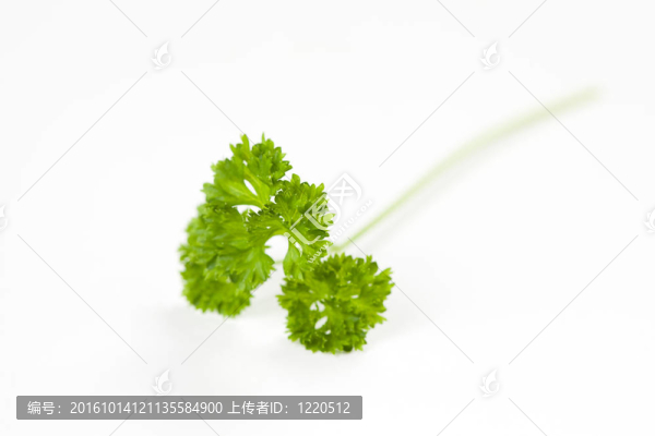 香菜葉分離
