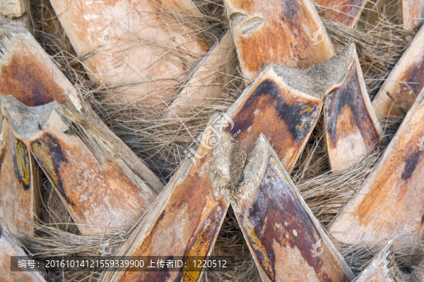 棕櫚樹(shù)的樹(shù)干特寫(xiě)