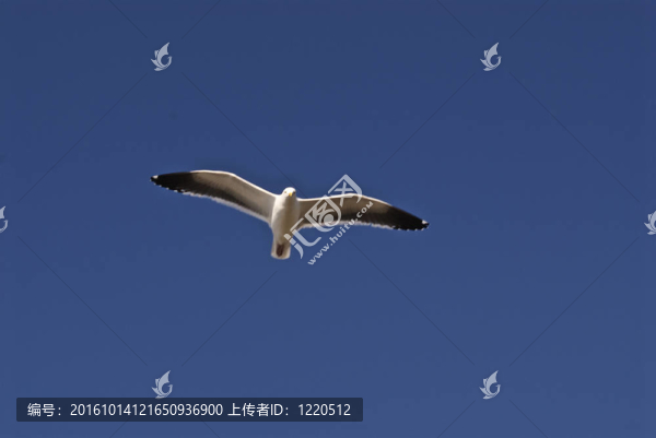 一個(gè)海鷗飛在天空之上