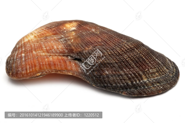 海貝殼