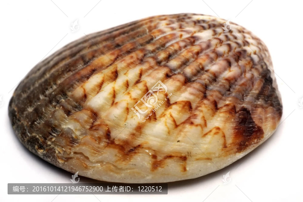 海貝殼