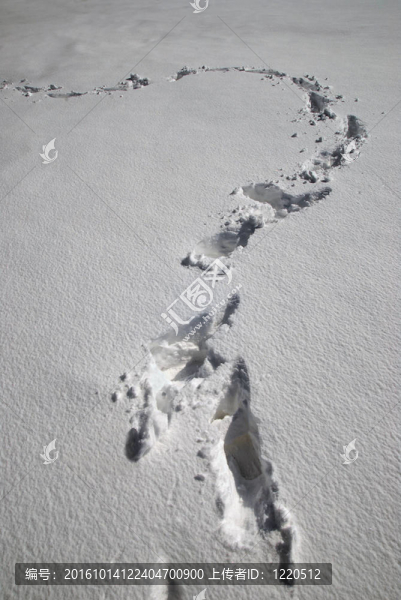 深雪中的痕跡