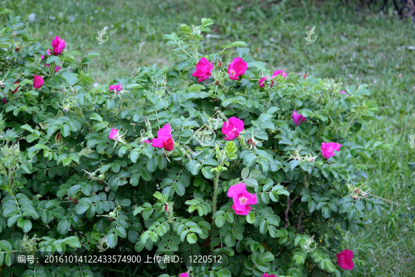 犬薔薇綻放