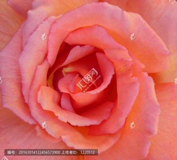 橘子的花2