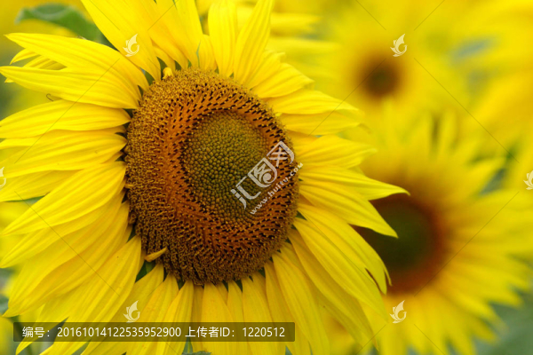 向日葵